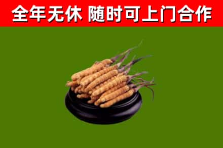 新蔡回收冬虫夏草