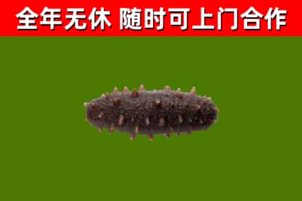 新蔡回收海参干